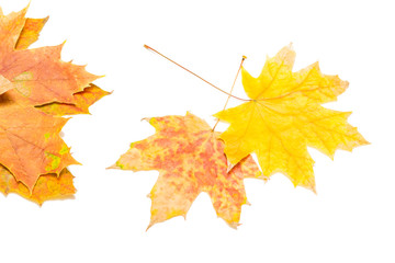 Wall Mural - yellow and red maple leaves