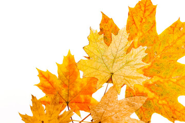 Wall Mural - yellow, red and brown maple leaves on a white background