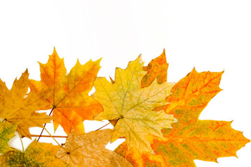 Wall Mural - yellow, red and brown maple leaves