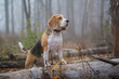 dog Beagle in thick fog while walking in autumn Park