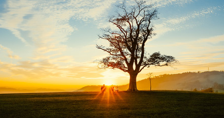 Loving couple watching sunset Great Lhota under an old lonely tree on a hill beautiful orange sunset sky full of clouds...