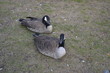 ducks, bird, goose, geese, animal, nature, grass, birds, wildlife, swan, green, canada, feathers,
