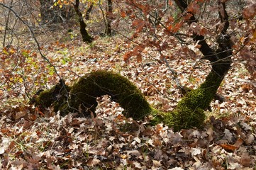 wood in the forest in autumn