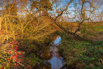 Poster - River Blyth below Shilvington Bridge, as the river flows through dense woodland towards the sea at Blyth