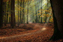 The Most Beautiful Autumn Forest In The Netherlands With Mystical And Mysterious Views And Atmospheric Sunrises In The Early Misty Mornings.