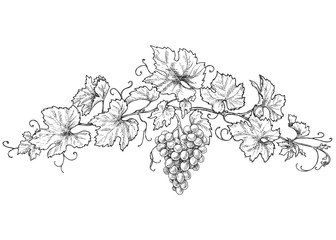Wall Mural - Hand Drawn Grape Branch with Berries