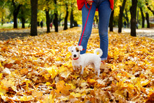 Funny Puppy Of Jack Russell Terrier Sitting On Floor Between Woman Owner Legs At Park. Hipster Female Walking Young Pure Breed Pedigree Dog In Red Breast Band & Leash. Background, Copy Space, Close Up