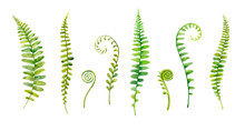 Watercolor Hand Painted Leaves Of Fern Plants On White Background.