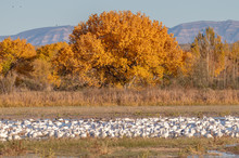 Snow Geese On Pond In Autumn At Bosque Del Apache National Wildlife Refuge, New Mexico