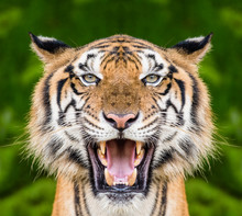 Tiger Face Close Up