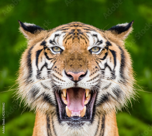 Tiger face close up Tablou Canvas