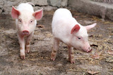 Fototapeta Zwierzęta - Two little cute pigs on the farm.