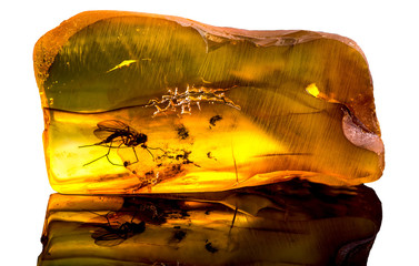 Wall Mural - Amazing baltic amber with frozen in this piece a mosquito, isolated on white background. 