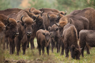 Wall Mural - European bison, bison bonasus, Ralsko