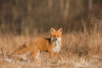 Wall Mural - Mammals - European Red Fox (Vulpes vulpes) 