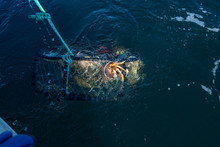 Crab Pot Being Pulled Out The Ocean With Dungeness Crab In It 