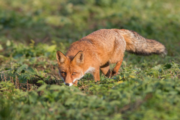 Mammals - European Red Fox (Vulpes vulpes) 