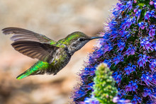 Close Up Of Female Anna's Hummingbird Drinking Nectar From A Pride Of Madeira Flower, San Francisco Bay Area, California