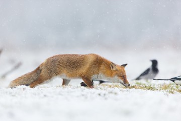 Wall Mural - Mammals - European Red Fox (Vulpes vulpes) 