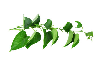 Wall Mural - sacha inchi leaves isolated on white background