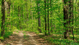 Fototapeta Las - Forest trees. nature green wood sunlight backgrounds