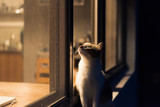 Fototapeta Koty - cat at night