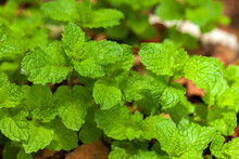 Spearmint Leaves - Garden Mint - Mentha