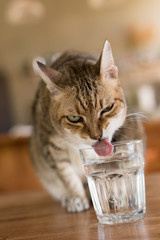 Wall Mural - cat drink water