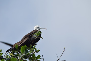 great blue heron in a tree