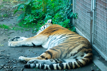 Tiger lying on the ground at the zoo