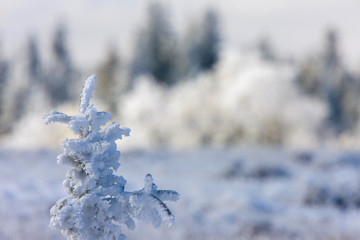 Sticker - Cypress Hills First Snowfall