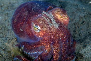 Wall Mural - Stubby Squid