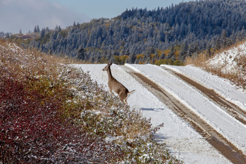 Wall Mural - Cypress Hills First Snowfall