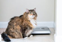 Calico Maine Coon Cat Sitting Looking Up In Bathroom Room In House By Weight Scale, Overweight Obese Feline