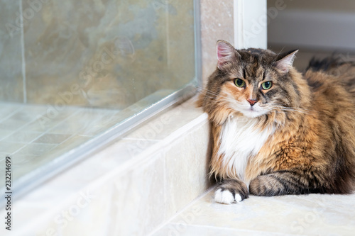 Calico Maine Coon Cat Face Closeup Resting Leaning On Shower Glass