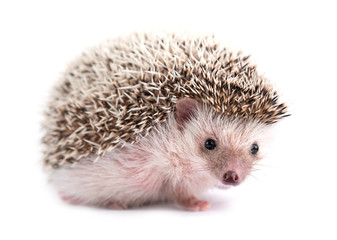 Canvas Print - hedgehog isolated on white background