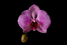 Pink Orchid With Bud On Black Background