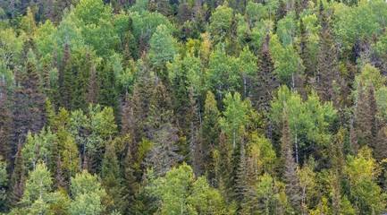 Canvas Print - A Lush Evergreen Forest