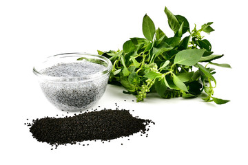 Wall Mural - Lemon basil seeds in glass bowl isolated on white background.food for help Reduce Cholesterol Levels For those who need to control weight