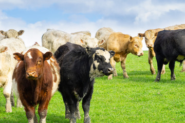 Wall Mural - Cattle in field in rural New Zealand