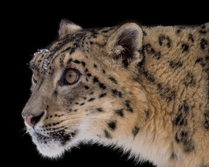 Wall Mural - portrait of snow leopard on isolated black background