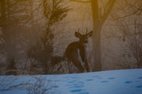 Fototapeta Dziecięca - White tailed deer in woods on freezing winter morning with snow and fog as sun just starts to appear 
