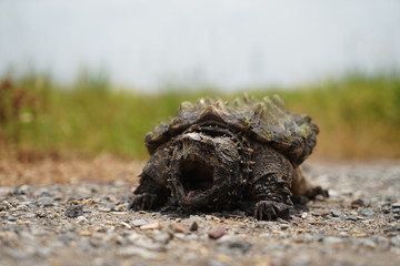 Wall Mural - Alligator Snapping Turtle