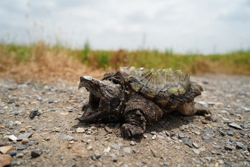 Wall Mural - Alligator Snapping Turtle