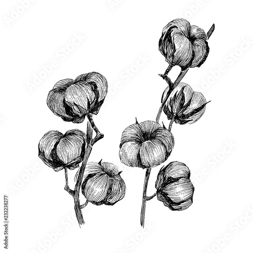 Vector Set Of Hand Draw Ink Cotton Plant Engraving Illustration