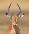 Common Impala (Aepyceros melampus)