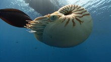 Nautilus Swimming