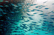 © James Kelley - Sardine Ball in Moalboal, Cebu, Philippines - School of Fish