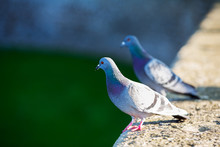Couple Of Doves. Pigeons In Park. Beautiful Wild Birds..