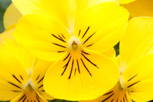 Close Up Of A Fresh Bright Yellow Pansy (Viola Melanium)